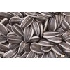 Sunflower Seeds Kernel Birds Seeds Wholesale