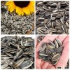 Manufacturer Supply Black Sunflower Seeds from China