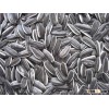 Sunflower Seeds/Sunflower Seeds Kernel Avialable!!