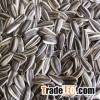 High Quality Sunflower Seeds