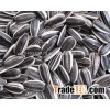 Sunflower seeds