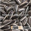 Sunflower seed 5009 2013 crop
