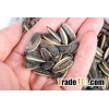 Sunflower Kernels