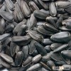 Top Qualify Sunflower seeds for sale