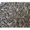 Sunflower Seed Kernels 363, 5009, 909