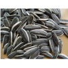 Sunflower seed all type of seeds