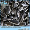 2013 Chinese Sunflower Seeds with top quality Large new date