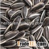 Sunflower seed 5009 2012