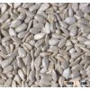 sunflower seed kernels