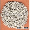 Sunflower Kernels