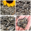 New Crop High Quality Sunflower Seeds with free sample