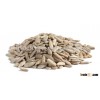 High Quality White Sunflower seeds