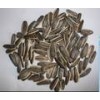 large size sunflower seeds