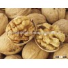 Walnut & Walnut Kernel