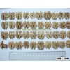 chinese walnut kernels