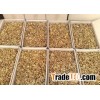 walnuts in shell and walnut kernel best price