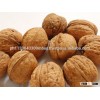Organic Raw Walnuts in Shell