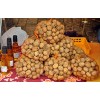 Walnut and Walnuts in Shell and Without Shell.