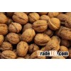 New crop walnut in shell