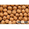 walnut in shell