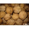 Walnuts in shell