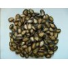 High Quality watermelon seeds