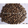 water melon seeds for sale 2015
