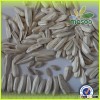 Export to Russia and Turkey seeds of sunflower white seed
