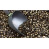 good quality watermelon seed