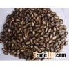 Black Hybrid Melon Seeds !!