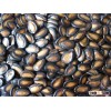 watermelon seeds
