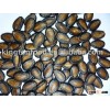 Black Melon Seeds