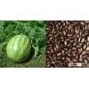 WATERMELON SEEDS RAW