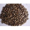 Black Melon Watermelon Seeds for sale