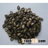 Watermelon seed kernel
