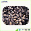 Watermelon seed in middle size