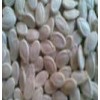 Water Melon Seed