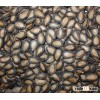 2013 new crop top quality black watermelon seeds kernel