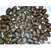 new crop black watermelon seeds and kernel 2013 new crop