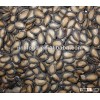 dried watermelon seed kernel high quality best service