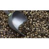 Current year Watermelon seeds