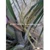 Hybrid TxD coconut plant