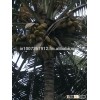 Hybrid DxT coconut plant