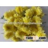 Chrysanthemum(samandhi,sevanthi) Cut Flowers