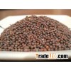 Mustard Seeds High Quality