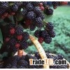 MULBERRY SEEDS IN BULK AVAILABLE.