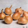 Saffron Seed - Safflower Wholesale Price - www.agriprices.com - Visit Site For Free Samples