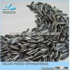 SIZE:5009 Chinese sunflower seeds