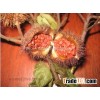 Annatto, Achiote, Orellana, Lipstick tree, Urucu