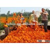Pigment marigold seeds F1 Hybird type orange color